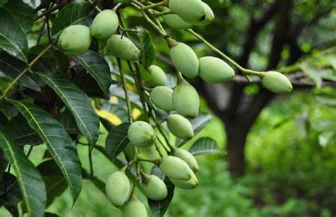 橄欖樹種植室內